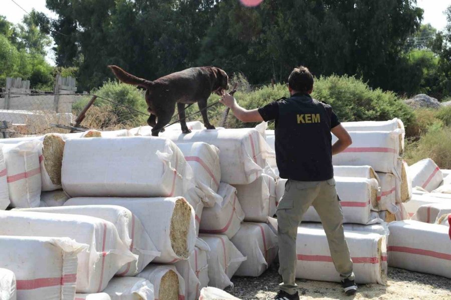 Saman Balyalarının Arasından 279 Kilo Uyuşturucu Çıktı