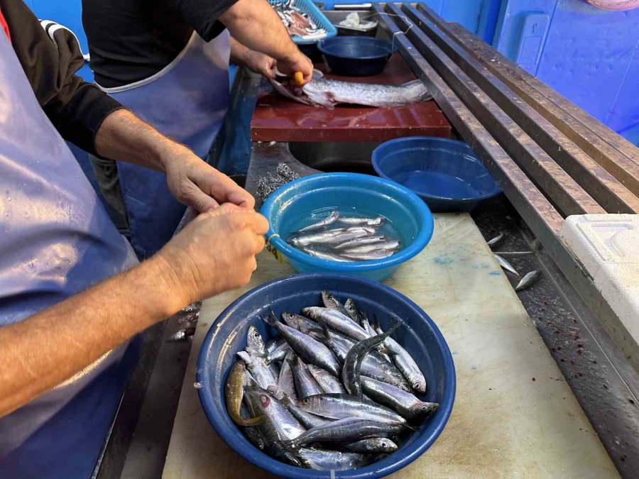 Balık Sezonu Açıldı Tezgahlar Renklenmeye Başladı
