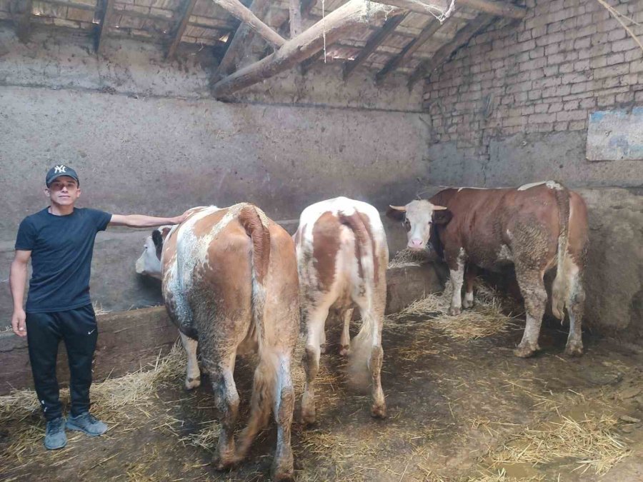 Uzman Eller Projesi Çiftçisine Hayvanları Teslim Edildi