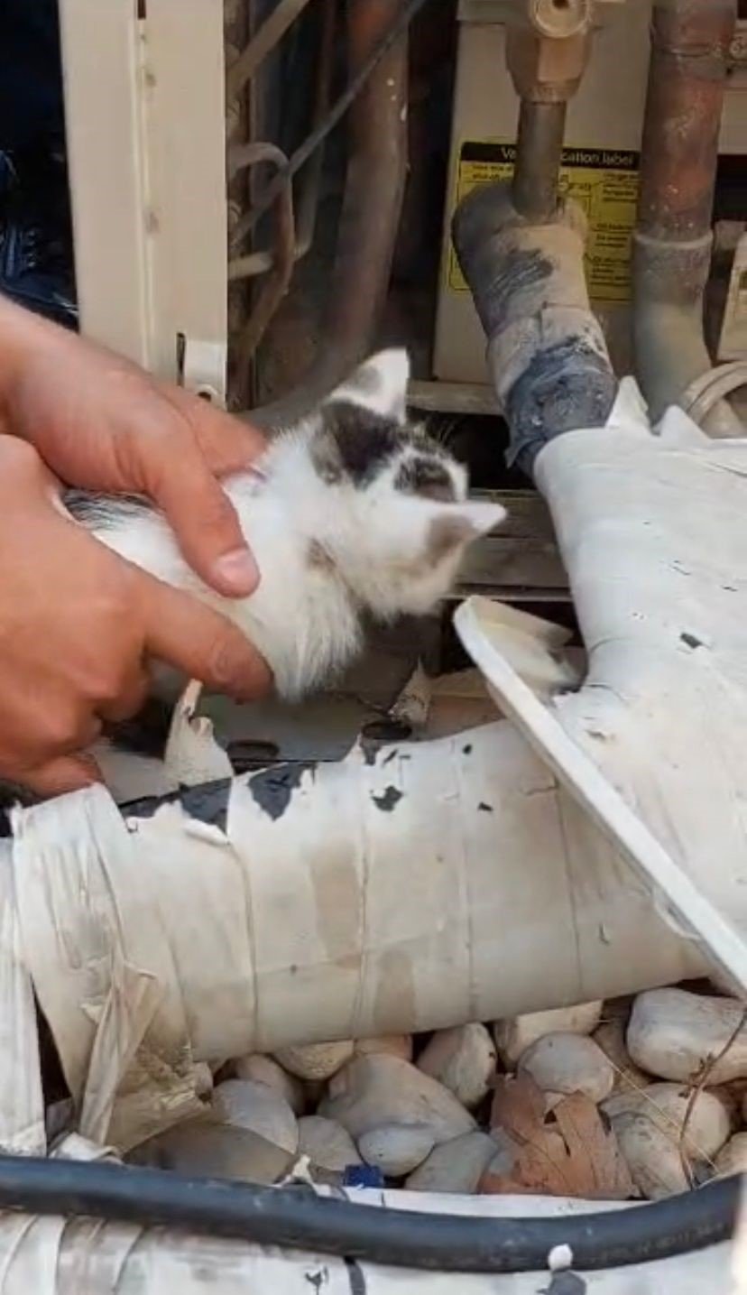 Klimada Sıkışan Kedi, İtfaiye Sayesinde Annesine Kavuştu