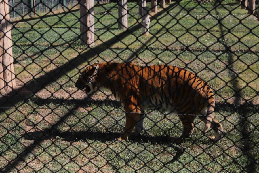 Engelli Kaplana Şefkat Eli