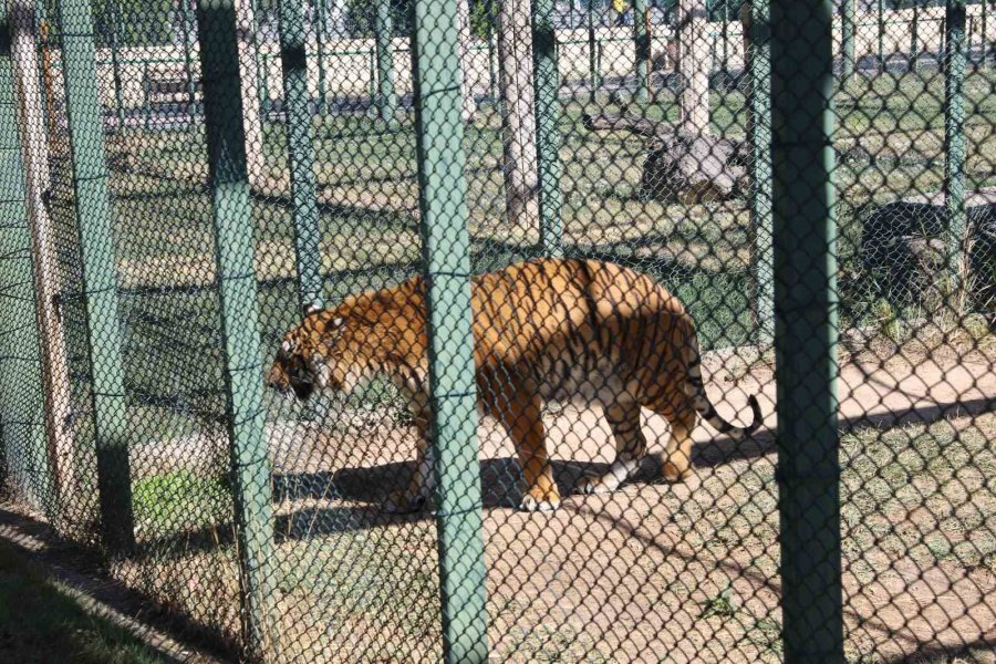 Engelli Kaplana Şefkat Eli