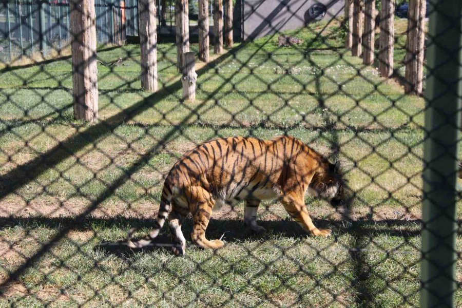 Engelli Kaplana Şefkat Eli