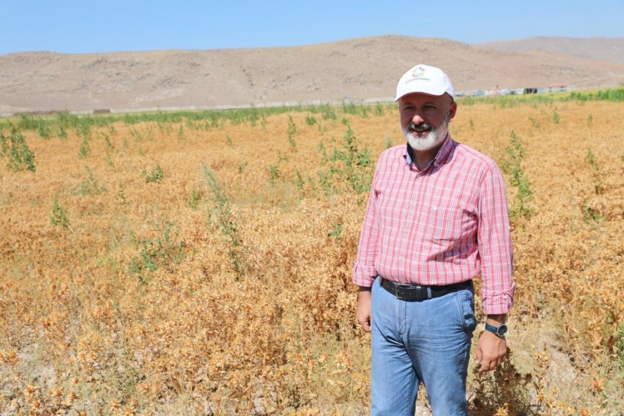 Başkan Çolakbayrakdar, Ekimini Yaptığı Aspirin Hasadını Da Kendisi Yaptı