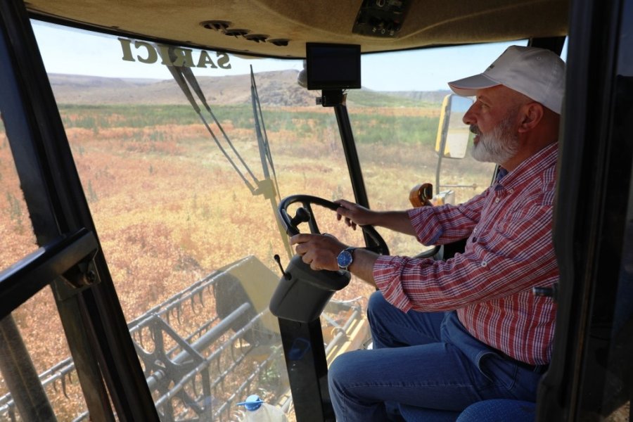 Başkan Çolakbayrakdar, Ekimini Yaptığı Aspirin Hasadını Da Kendisi Yaptı