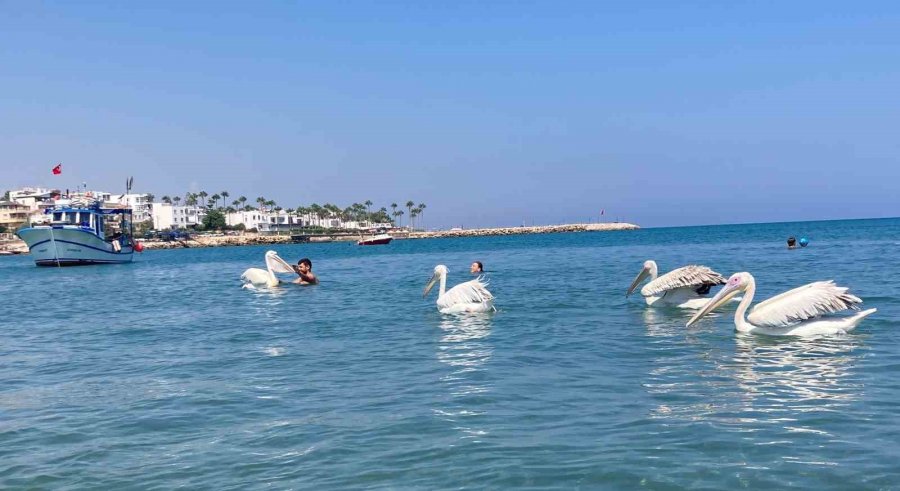 4 Pelikan Denizde Tatilcilere Eşlik Etti, Renkli Görüntüler Ortaya Çıktı