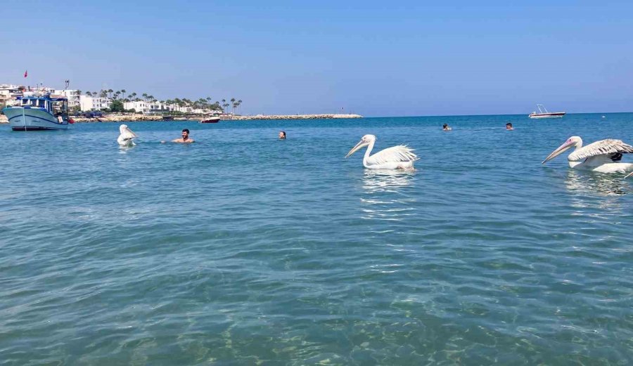 4 Pelikan Denizde Tatilcilere Eşlik Etti, Renkli Görüntüler Ortaya Çıktı