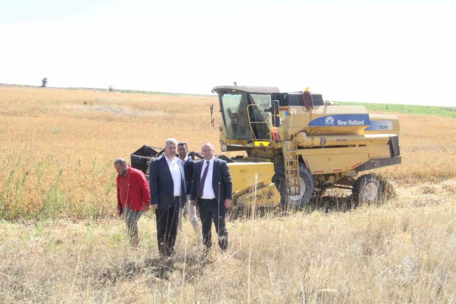 Başkan Altun Ve Kaymakam Gülen’den İhtiyaç Sahipleri İçin Aspir Hasadı