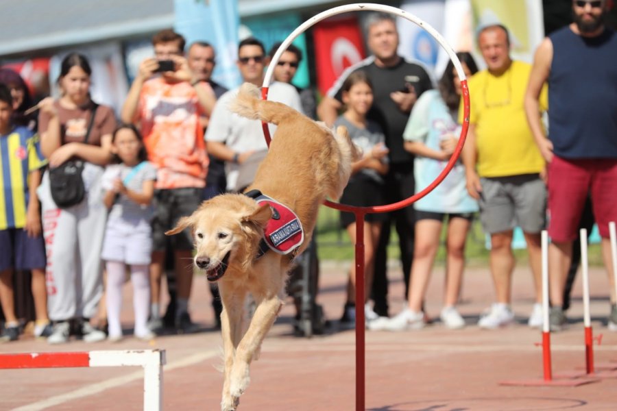 Hobifest 2023 İçin Geri Sayım Başladı