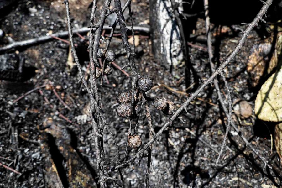 Otların Tutuşmasıyla Başlayan Yangın, Evlere Yönelince Büyük Korku Yaşandı