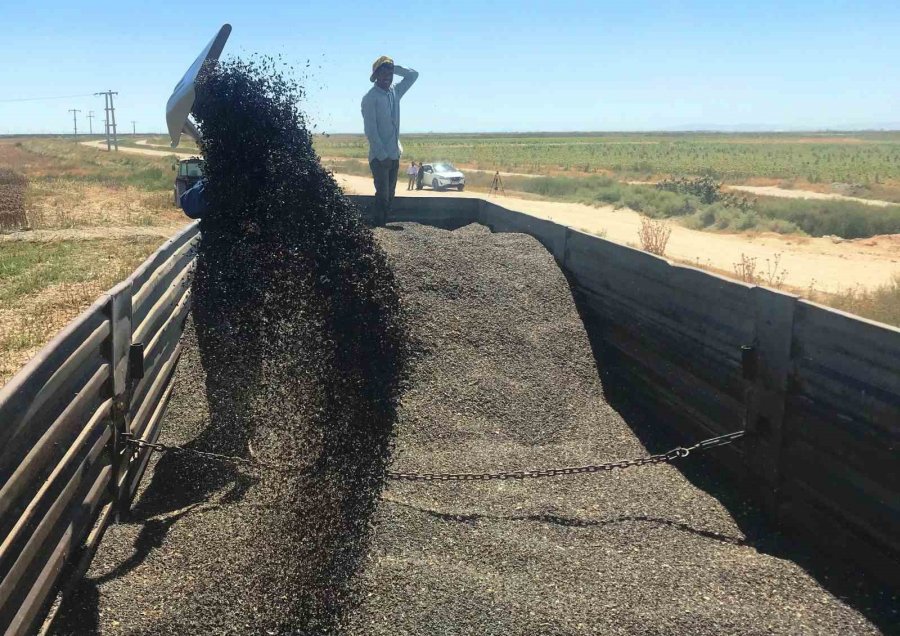 Konya Ovası’nda 640 Bin Dekarlık Alanda Ayçiçeği Hasadı Başladı