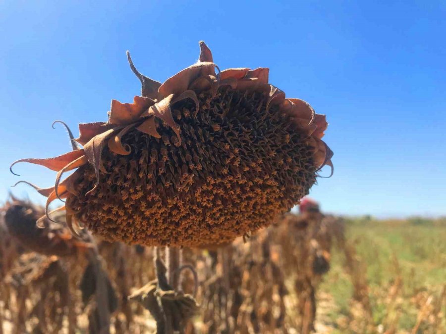 Konya Ovası’nda 640 Bin Dekarlık Alanda Ayçiçeği Hasadı Başladı
