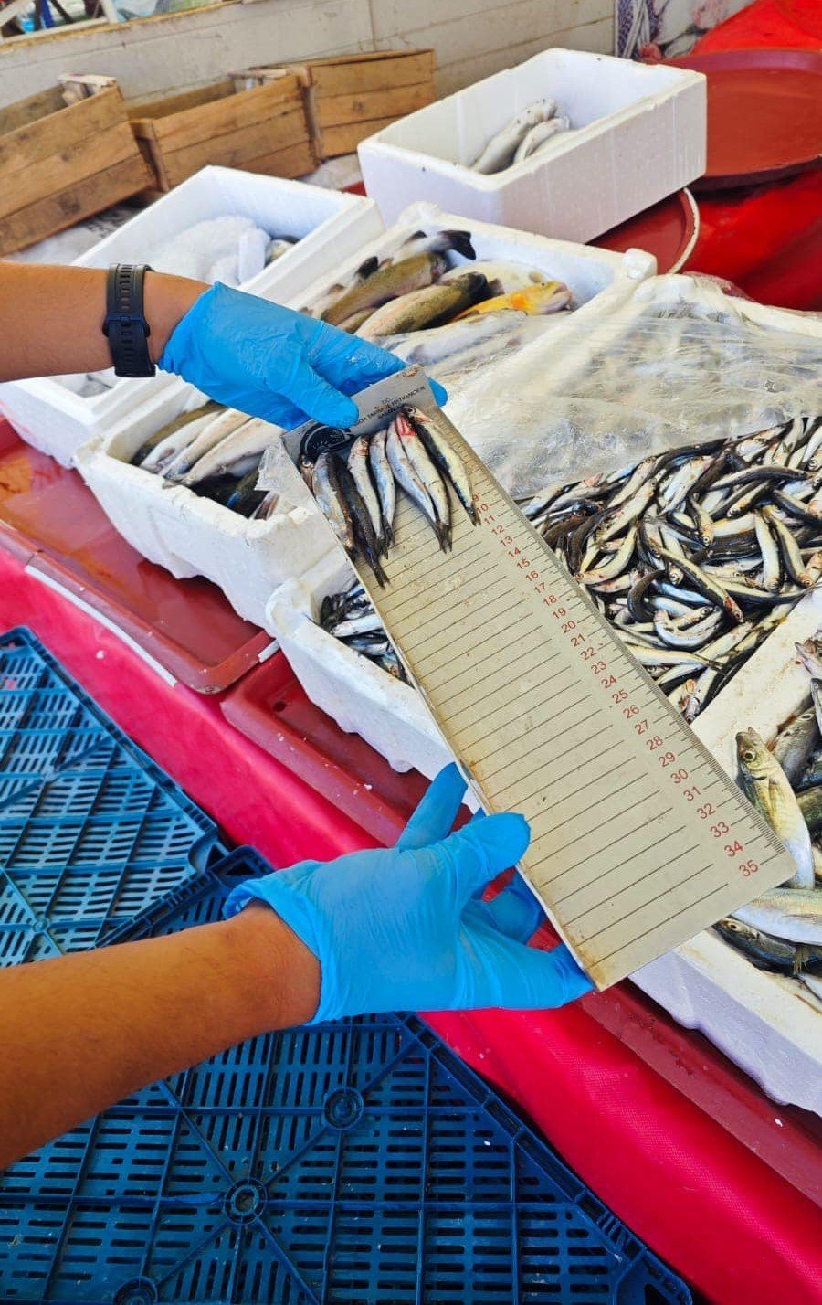 Beyşehir’de Balıkların Perakende Satış Noktaları Denetlendi