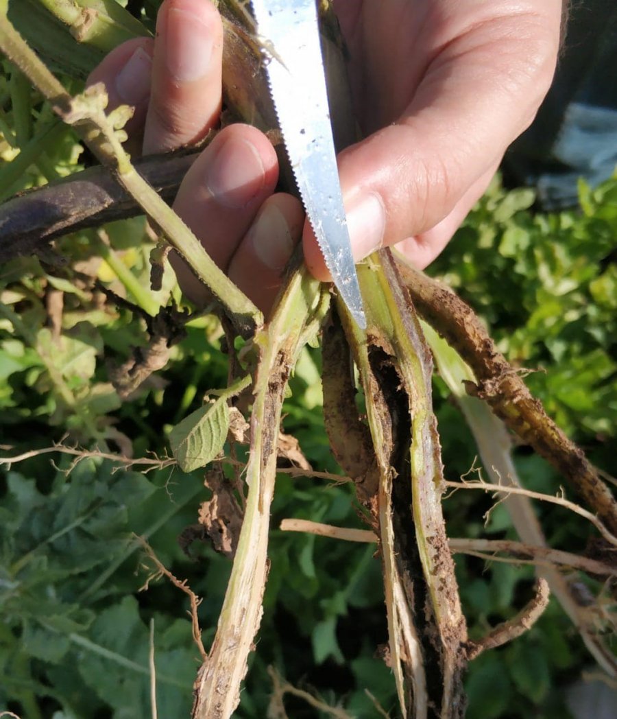 Beyşehir’de Çiftçiler Ürün Zararlılarına Karşı Bilgilendiriliyor