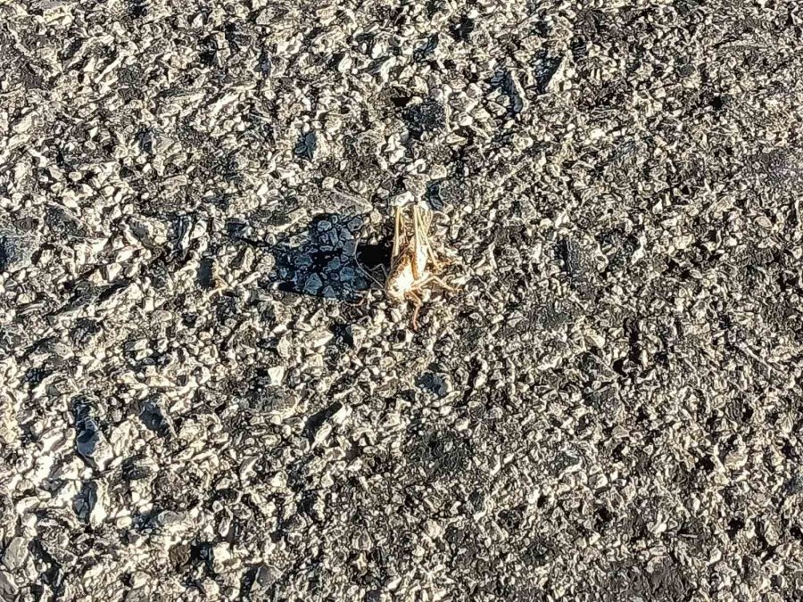 Beyşehir Ve Hüyük’te Çıkan Anız Yangınları Tedirgin Ediyor