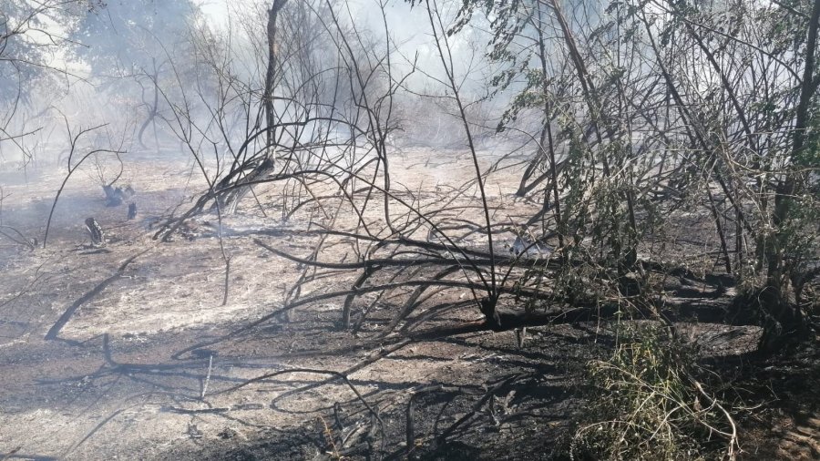 Antalya’da Sazlık Yangınına Havadan Ve Karadan Hızlı Müdahale