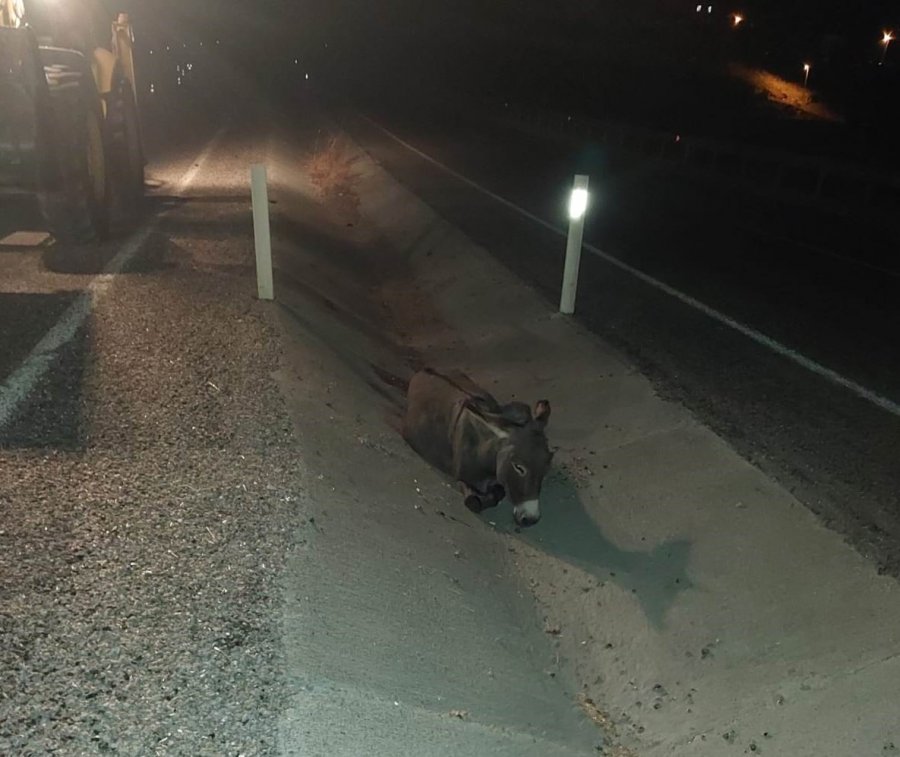 Yola Çıkan Eşek Kazaya Yol Açtı