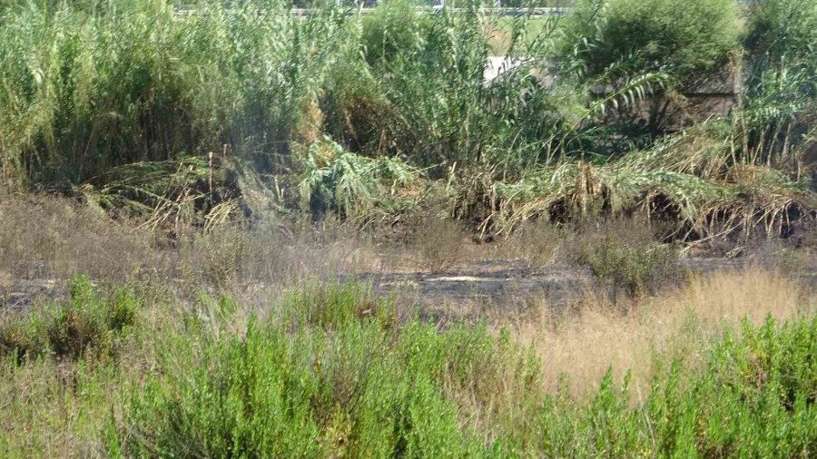 Antalya’da Seralara Yakın Alandaki Yangın Korkuttu