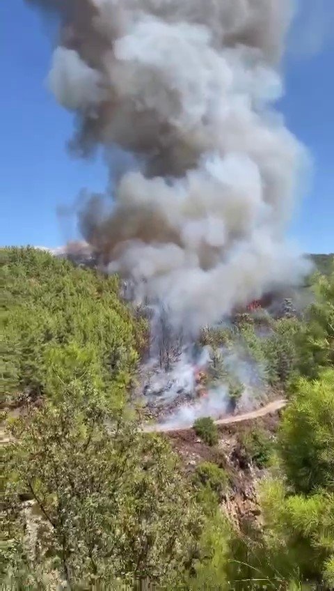 Alanya’da Orman Yangını Başladı