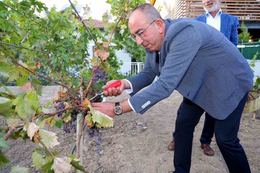 Meram Bağı’nda İkinci Kez Pekmez Kaynatma Etkinliği Düzenlendi