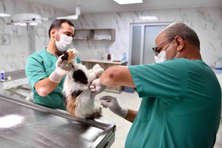 Mersin’de Kontrolsüz Üremenin Önüne Geçmek İçin Sokak Hayvanları Kısırlaştırılıyor
