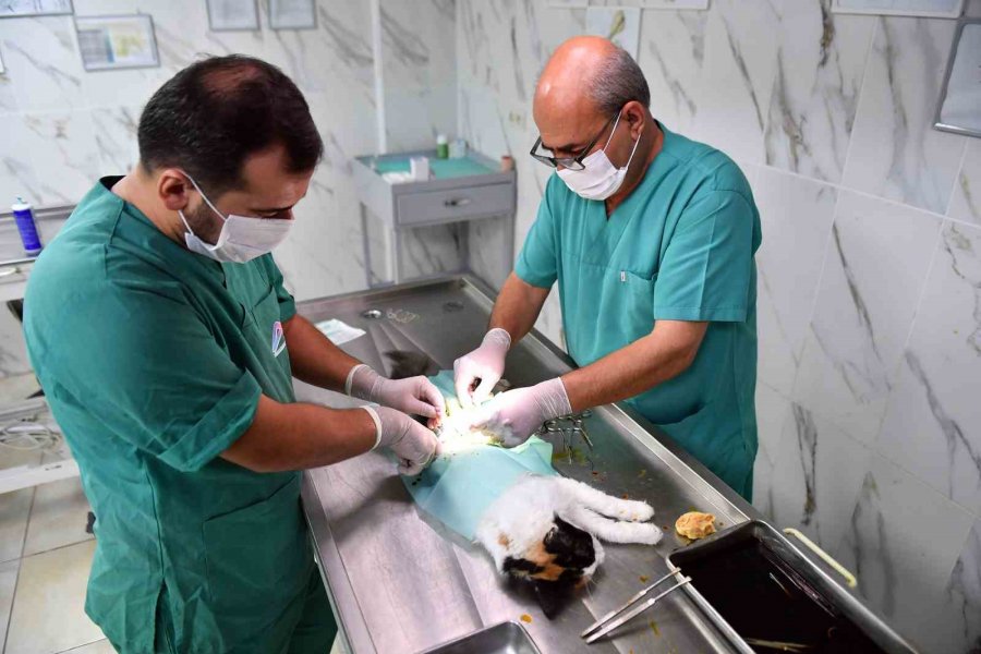 Mersin’de Kontrolsüz Üremenin Önüne Geçmek İçin Sokak Hayvanları Kısırlaştırılıyor