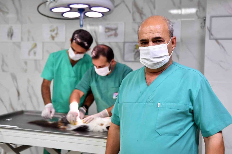 Mersin’de Kontrolsüz Üremenin Önüne Geçmek İçin Sokak Hayvanları Kısırlaştırılıyor