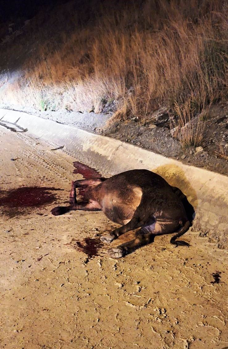 Büyükbaş Hayvan Taşıyan Tır Şarampole Devrildi