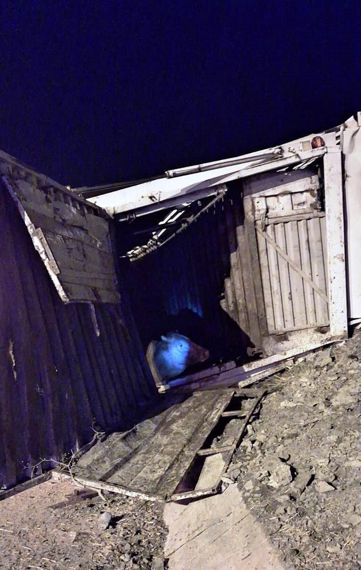 Büyükbaş Hayvan Taşıyan Tır Şarampole Devrildi