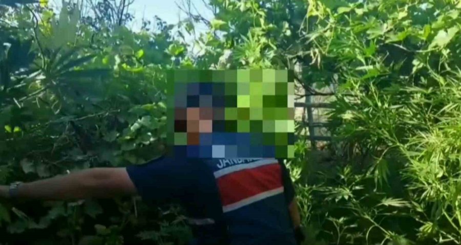 Aksaray Jandarmadan Kenevir Operasyonu