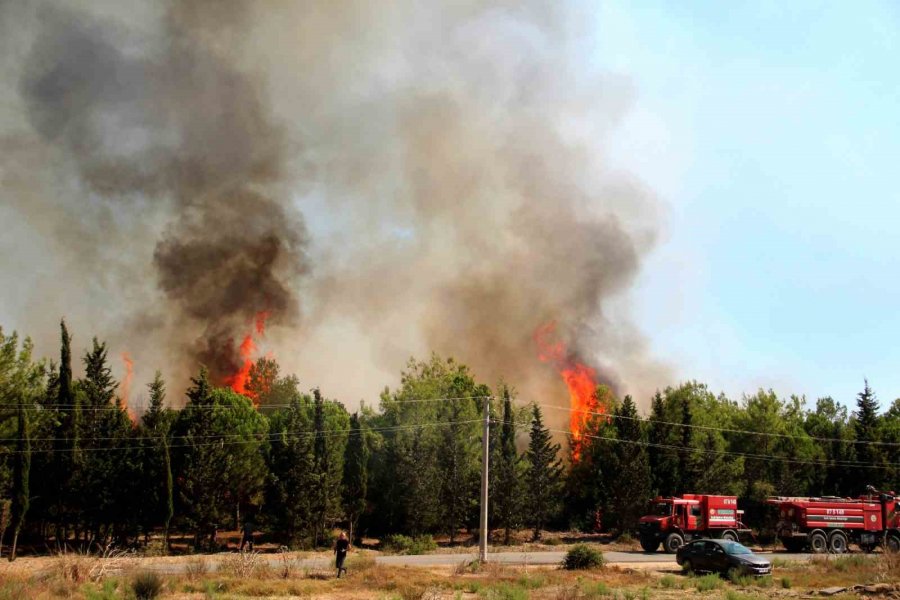 Tersanedeki Tekneler Alev Alev Yandı, Ormana Sıçrayan Yangın Söndürüldü