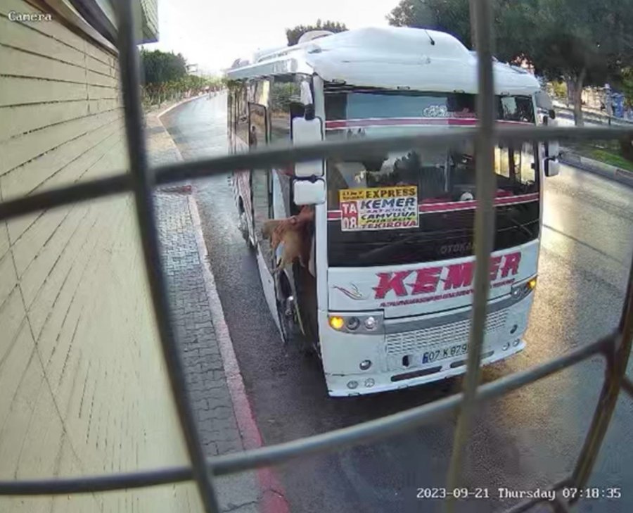 Midibüs Şoförü İle Yavru Köpeğin İnatlaşması Mutlu Sonla Bitti