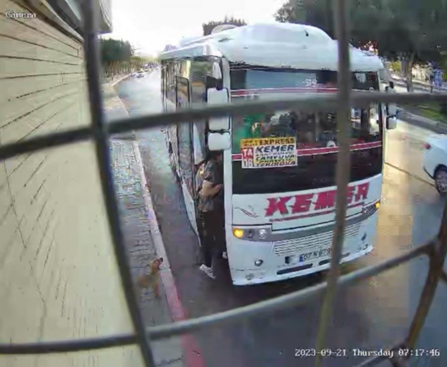 Midibüs Şoförü İle Yavru Köpeğin İnatlaşması Mutlu Sonla Bitti