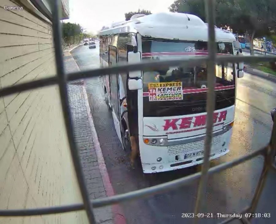 Midibüs Şoförü İle Yavru Köpeğin İnatlaşması Mutlu Sonla Bitti