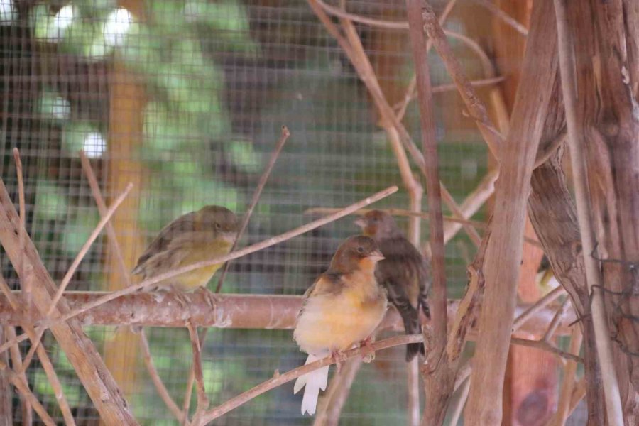 Antalya’da Turistik İşletmede ‘papağan’ Gerginliği