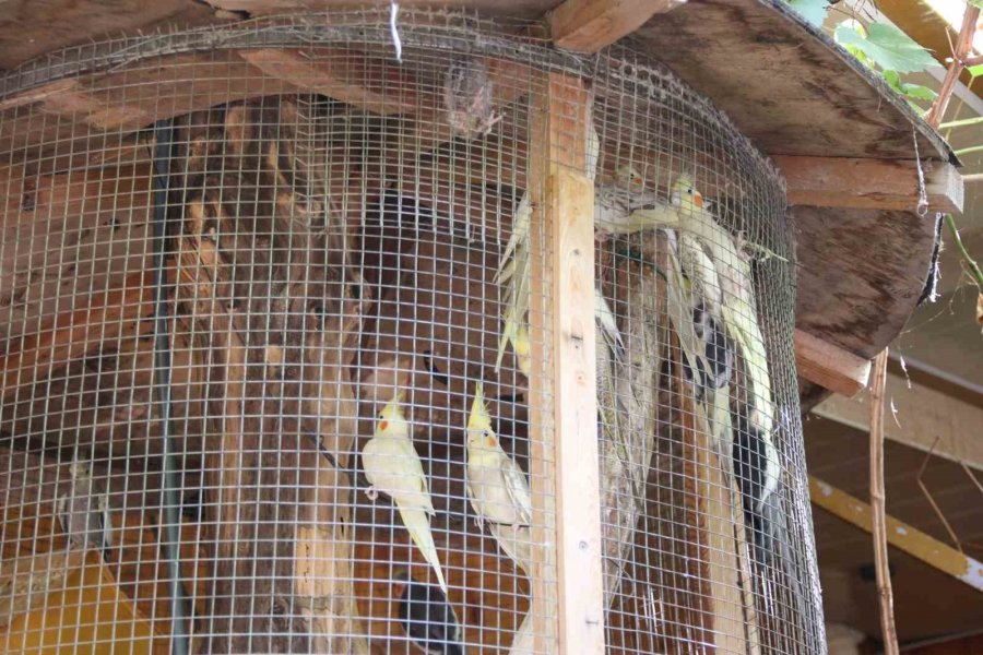 Antalya’da Turistik İşletmede ‘papağan’ Gerginliği