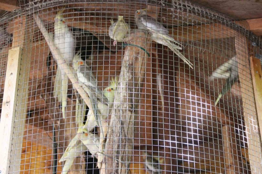 Antalya’da Turistik İşletmede ‘papağan’ Gerginliği