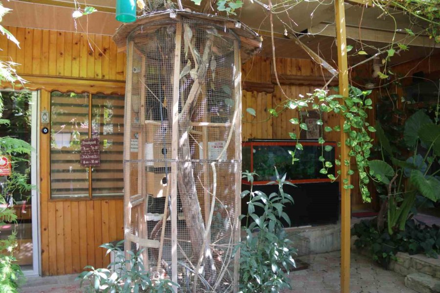 Antalya’da Turistik İşletmede ‘papağan’ Gerginliği