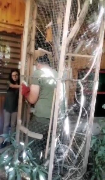 Antalya’da Turistik İşletmede ‘papağan’ Gerginliği