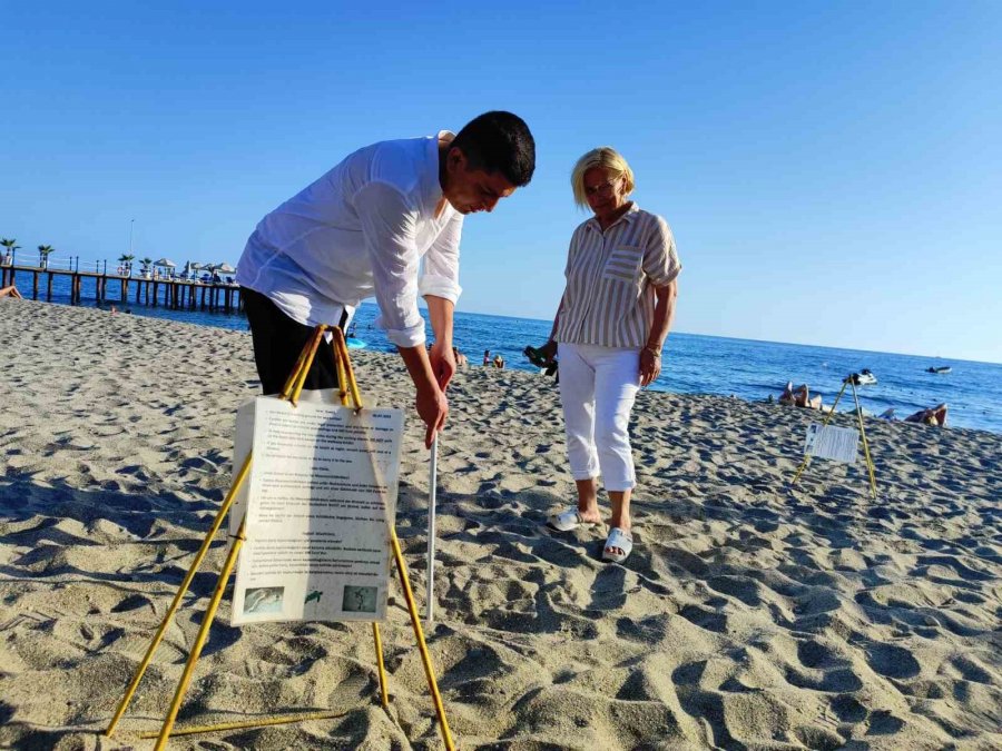 Alanya’da Caretta Caretta Yuvalarındaki Yumurtalar Tek Tek Kontrol Edildi