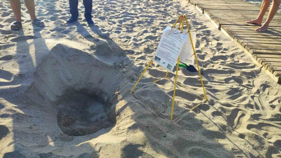 Alanya’da Caretta Caretta Yuvalarındaki Yumurtalar Tek Tek Kontrol Edildi