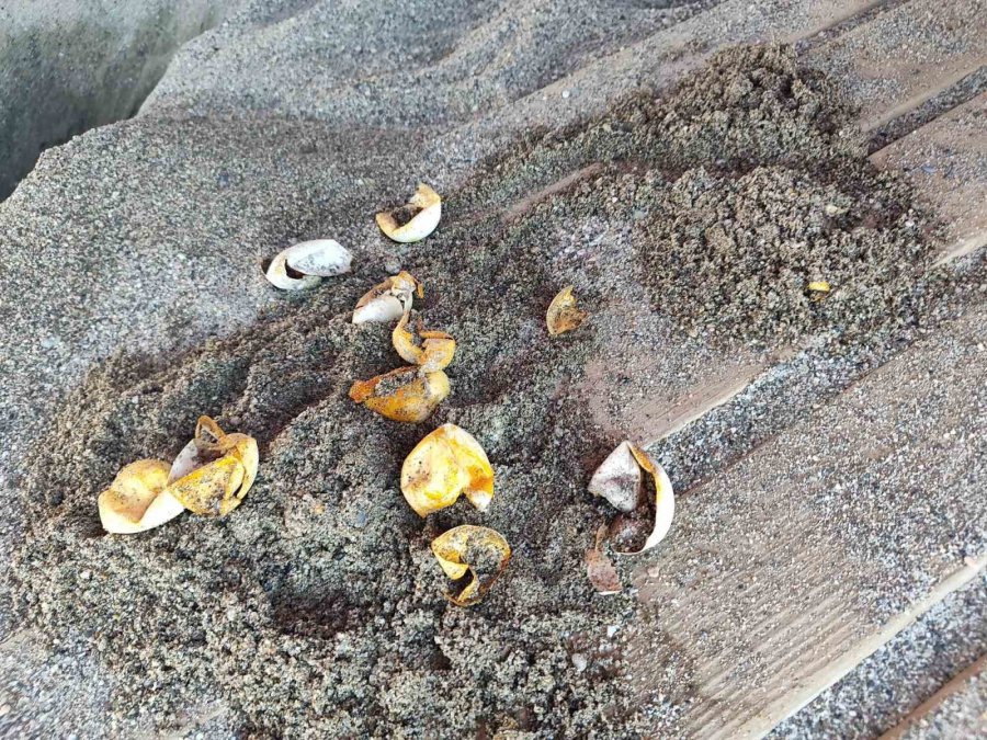 Alanya’da Caretta Caretta Yuvalarındaki Yumurtalar Tek Tek Kontrol Edildi