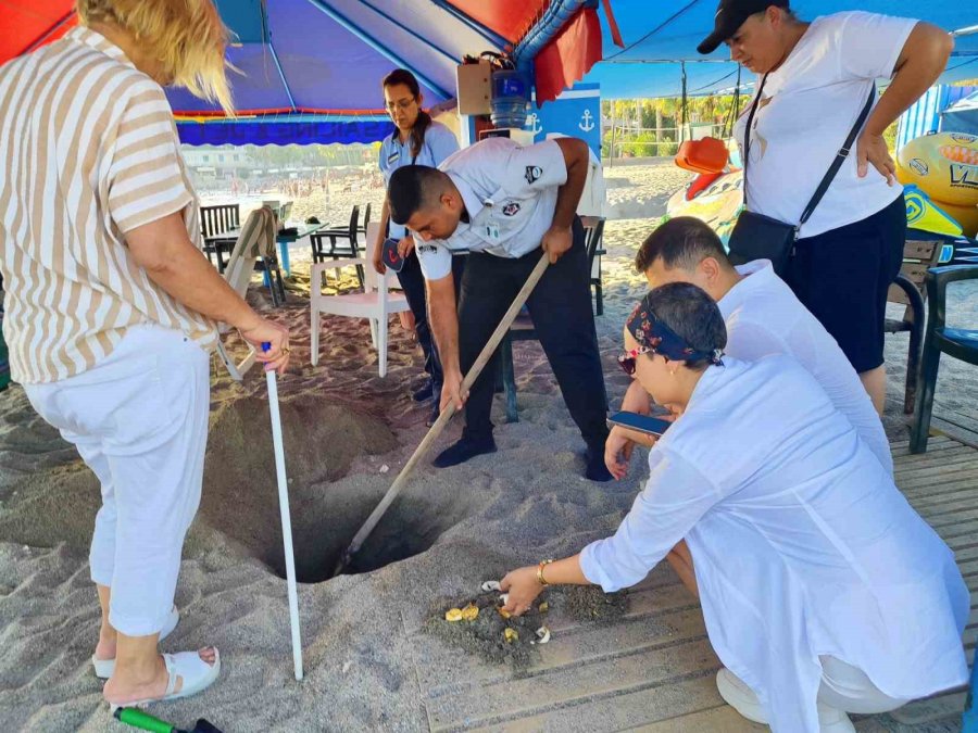 Alanya’da Caretta Caretta Yuvalarındaki Yumurtalar Tek Tek Kontrol Edildi