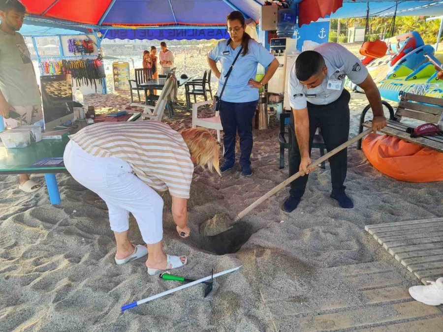 Alanya’da Caretta Caretta Yuvalarındaki Yumurtalar Tek Tek Kontrol Edildi