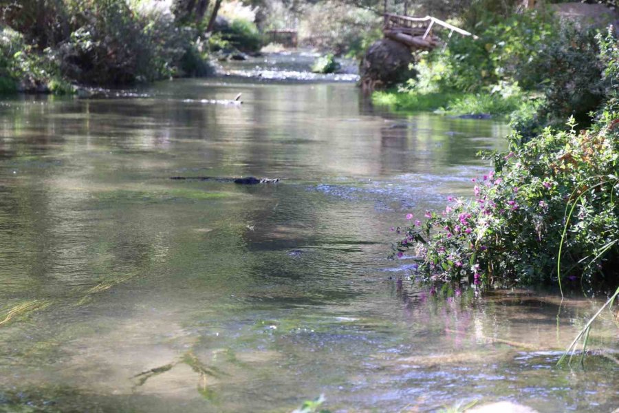 Ihlara Vadisi Yüzlerce Bitki Ve Canlıya Ev Sahipliği Yapıyor