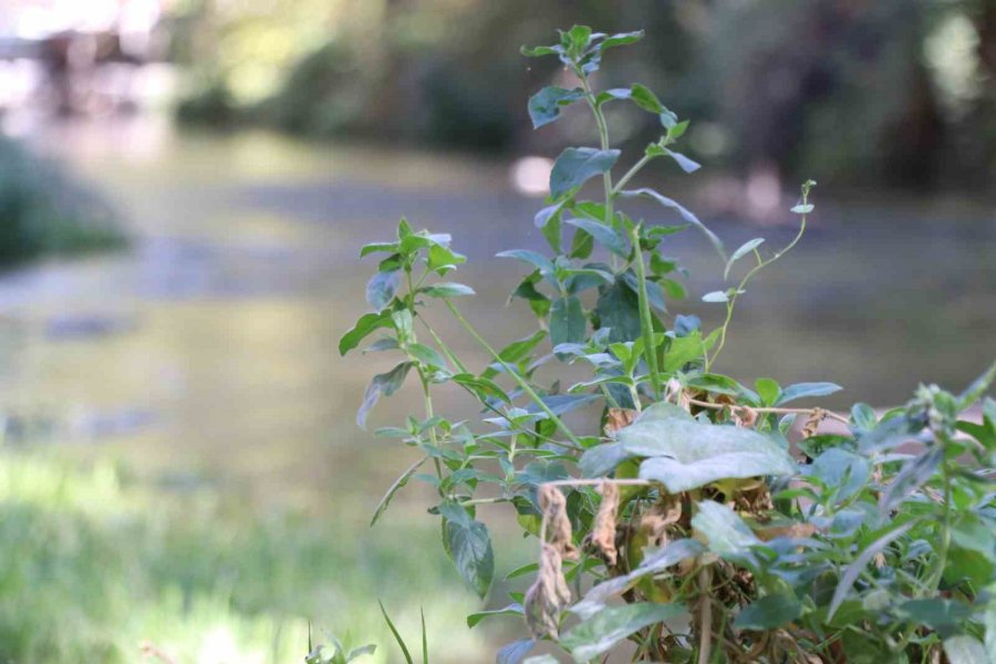 Ihlara Vadisi Yüzlerce Bitki Ve Canlıya Ev Sahipliği Yapıyor