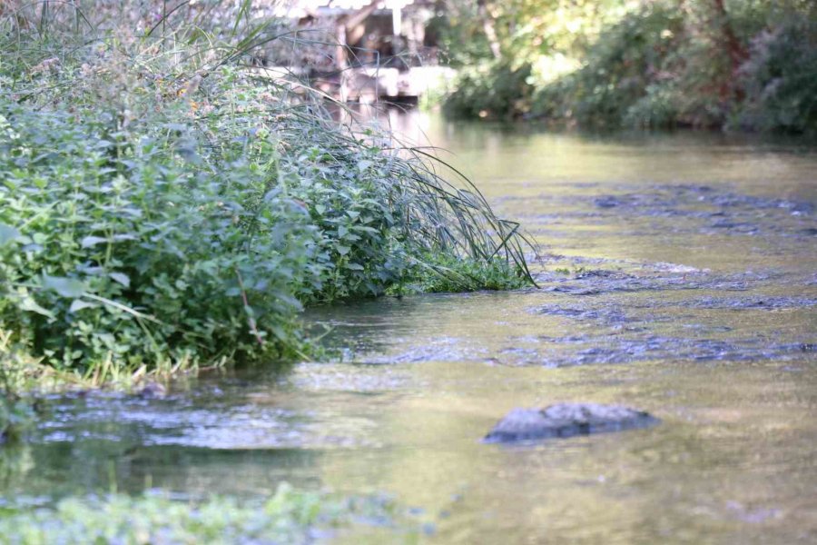 Ihlara Vadisi Yüzlerce Bitki Ve Canlıya Ev Sahipliği Yapıyor