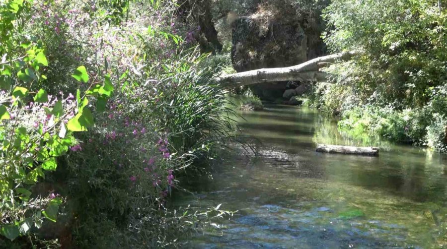 Ihlara Vadisi Yüzlerce Bitki Ve Canlıya Ev Sahipliği Yapıyor