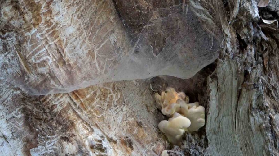 Ihlara Vadisi Yüzlerce Bitki Ve Canlıya Ev Sahipliği Yapıyor