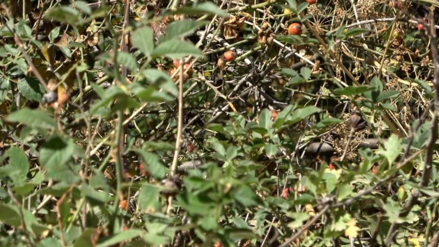 Ihlara Vadisi Yüzlerce Bitki Ve Canlıya Ev Sahipliği Yapıyor